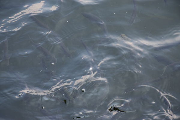 流通观察 | “仓店”竞争进入“品牌化 数字化”新阶段